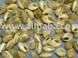 Orange nutmeg sea shell
