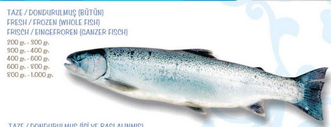 rainbow trout