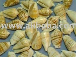 Strawberry strombus sea shell