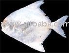  CHINESE   POMFRET 