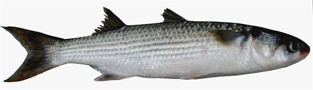 Common Gray Mullet