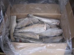 Alaska Pollock ( Theragra   Chalcogramma )