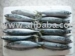 G07 Round Scad (Decapterus Macrosoma)