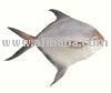 Silver Pomfret