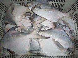 White Pomfret