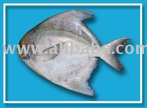  Chinese   Pomfret 