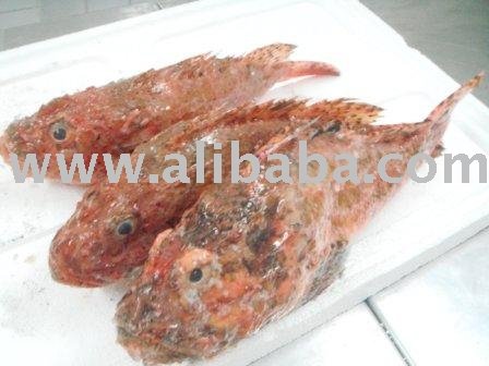 RASCASSE Rouge (Escorpenea-Scrofa) SCORFANO ROSSO