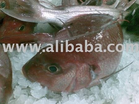SAMA (Dentex-Gibbosus) DENTICE GIBOSSO