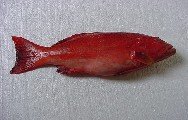 Coral Trout