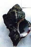 Empty Shells