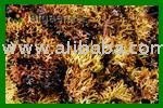 Carrageen / Carragheen  Irish   Moss 