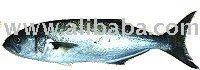 Skipjack / Tailor / Bluefish