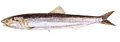Dried Anchorvy