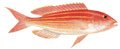 Golden threadfin bream
