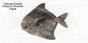 Chinese Pomfret