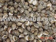 Top Shell (Baigai)