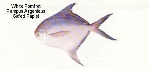 White Pomfret