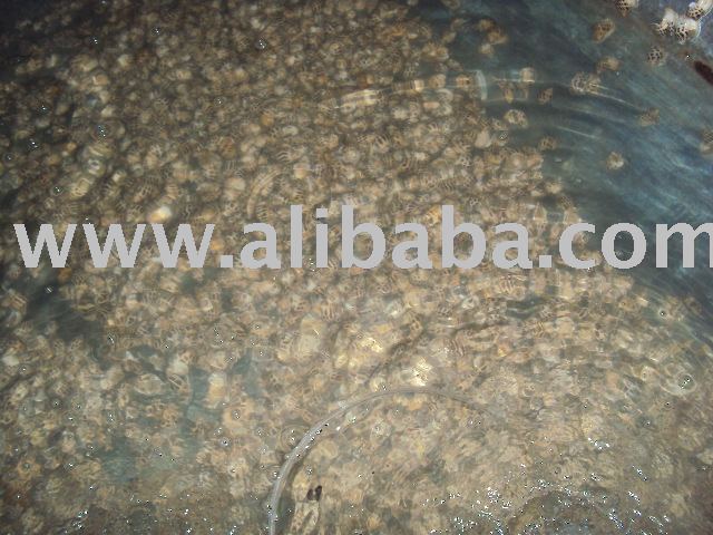 Live / Frozen Babylonia areolata.