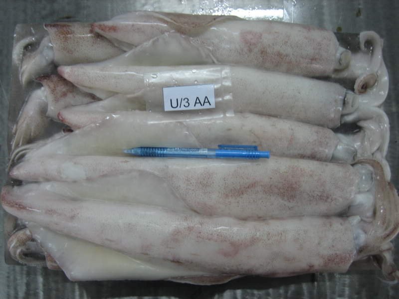 Siboga Squid products,Malaysia Siboga Squid supplier