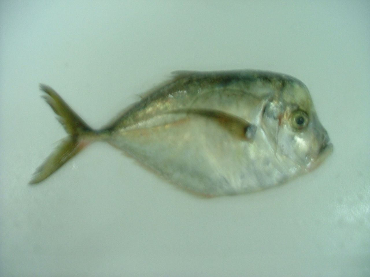 Moonfish
