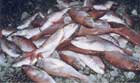Red Snapper