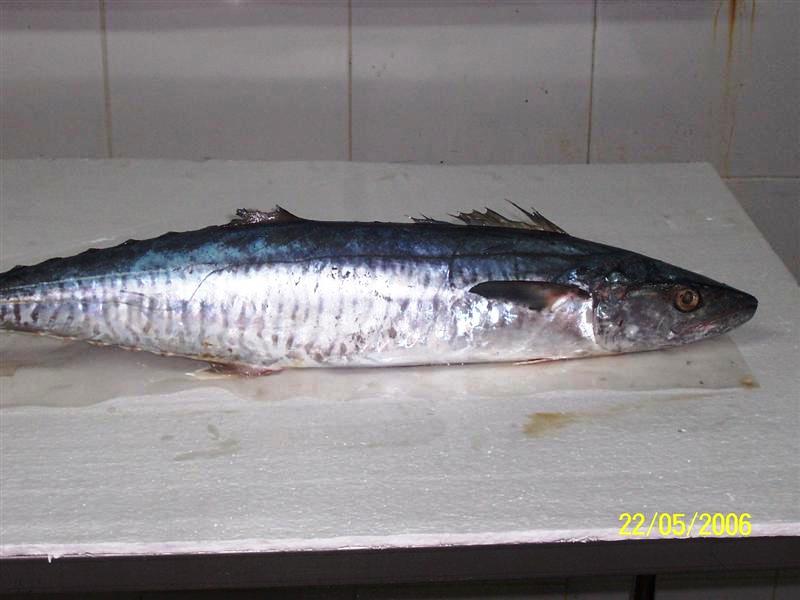  Frozen   Kingfish 