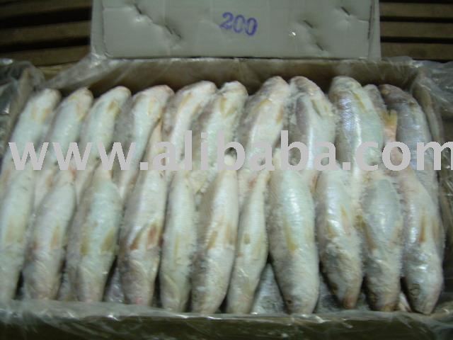 TT Croaker