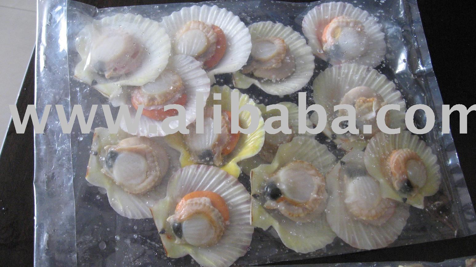 Half Scallop