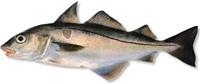 Frozen Haddock