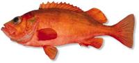 Frozen Redfish