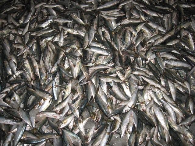 Scad ( Decapterus  Muruaji)