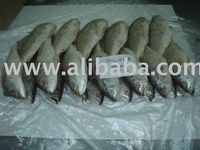 CROAKER WHOLE