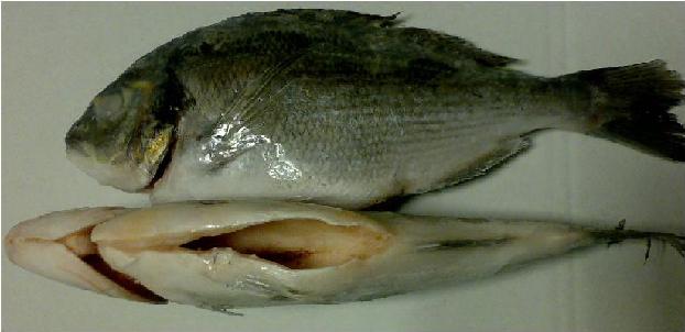 Turkish  Aquaculture  Sea Bream