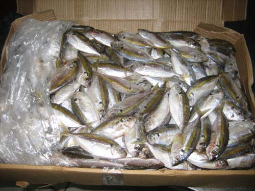 Frozen Whole Yellow Stripe Trevally