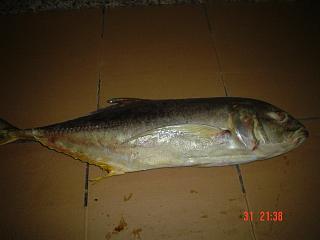  Frozen  Blacktip  Trevally 