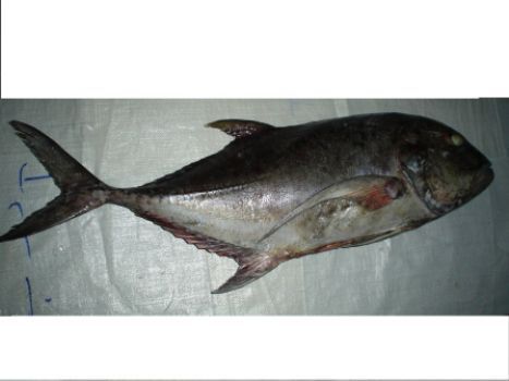 Frozen Giant Trevally
