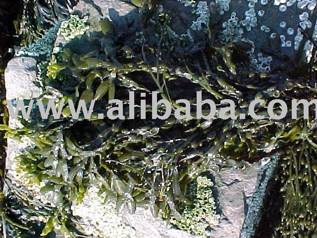 Knotted Wrack / Ascophyllum, whole leaf