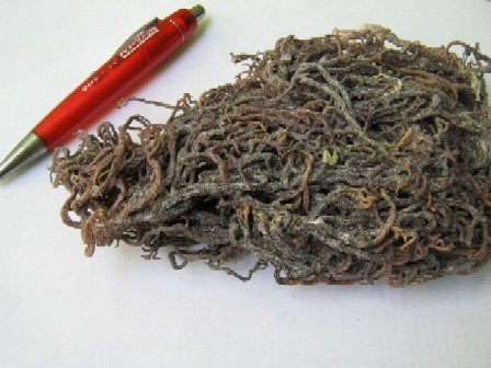 Seaweed