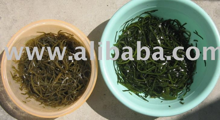 Dried cut shredded seaweed sea kelp laminaria japonica