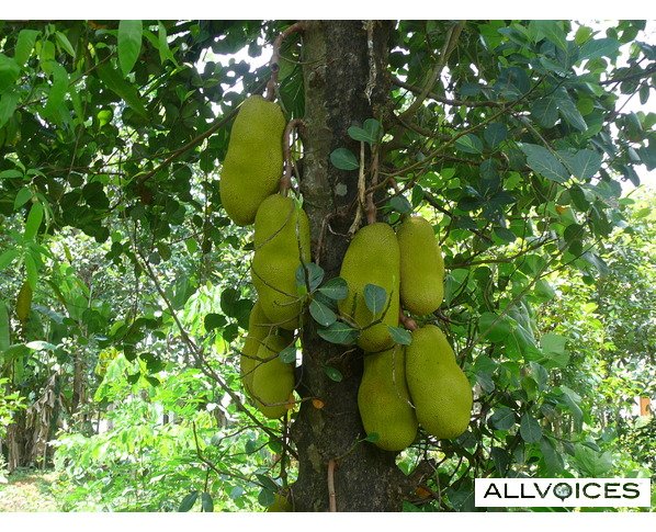 Jackfruit