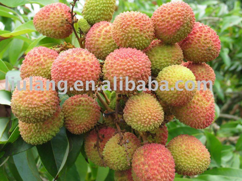 Red and green Chinese history famous Lichee