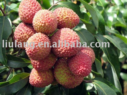 China Hainan fresh Lichee