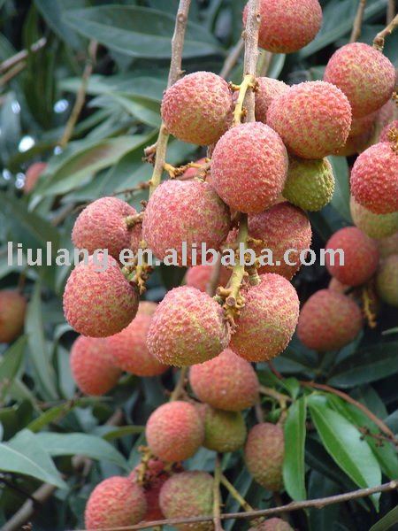 Fresh litchi with globle GAP certification