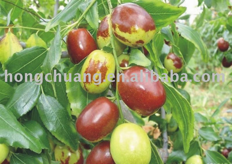 chinese jujube
