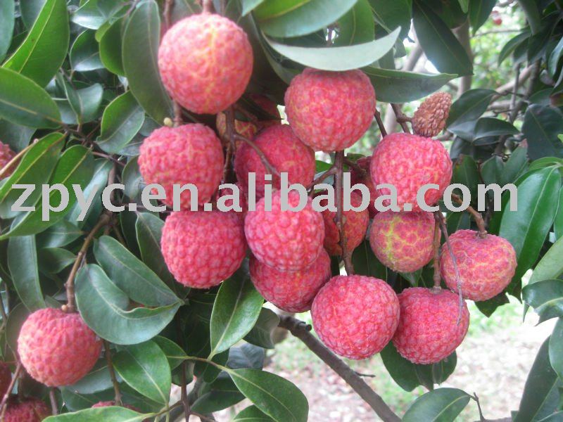 Sell sweet fresh lychee