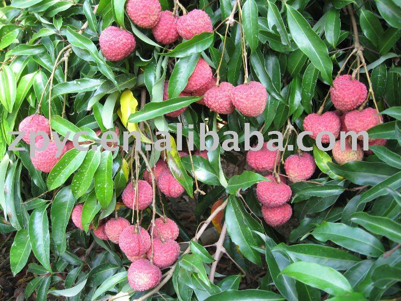 Fresh lychee