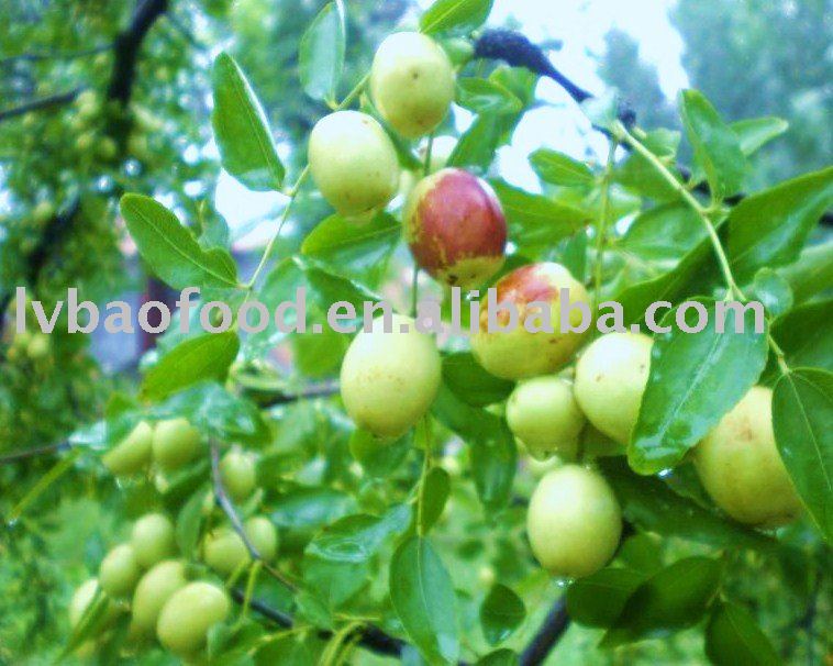 red dates