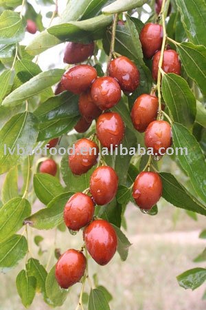  Fructus   Jujubae 