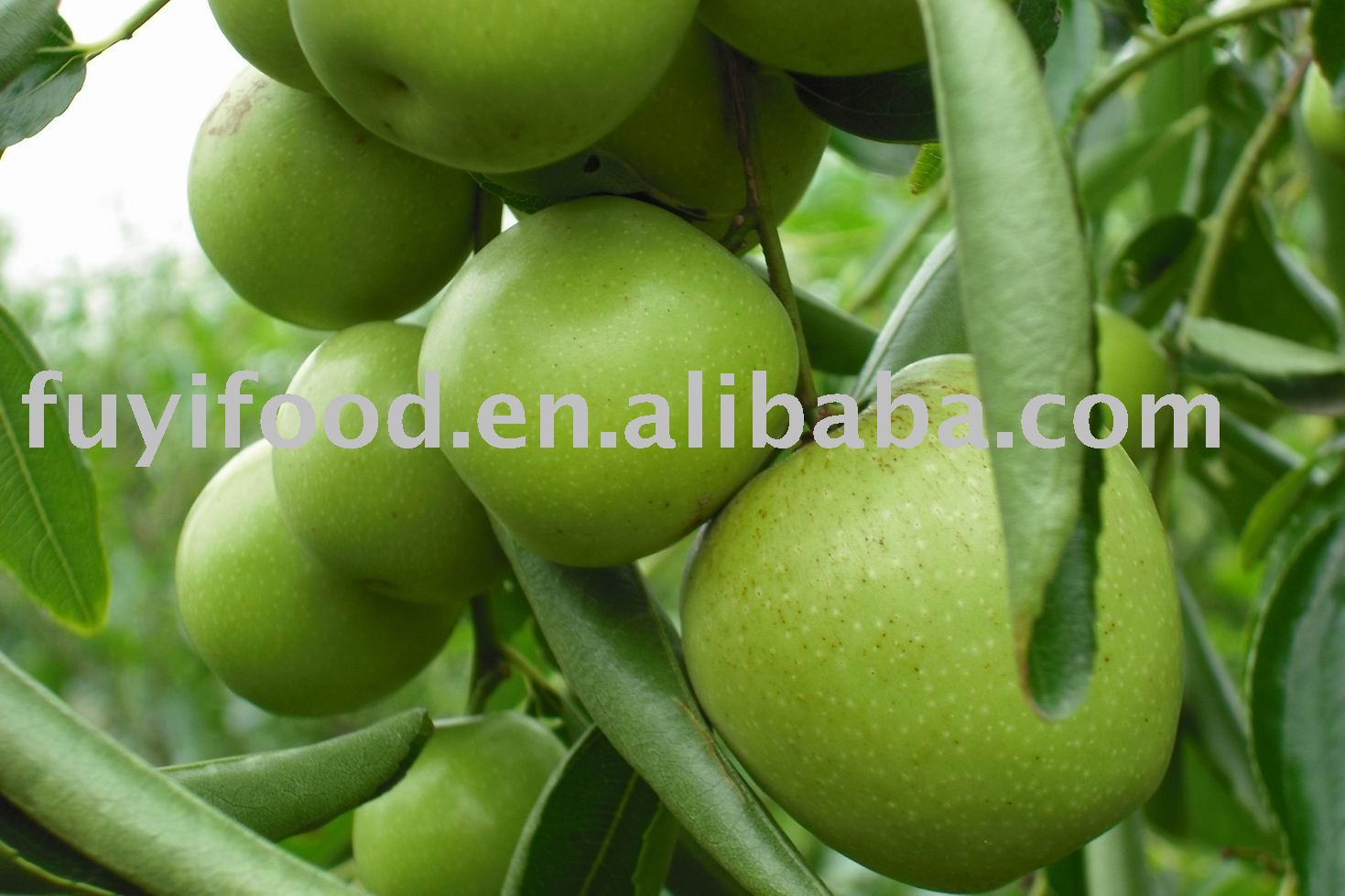 CHINESE JUJUBE