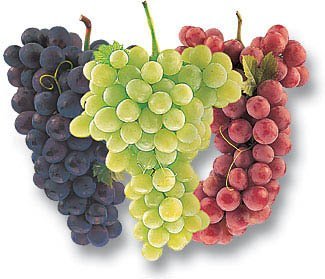 fresh fruits-Grapes